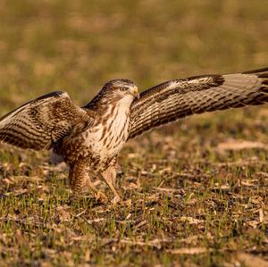 Mäusebussard