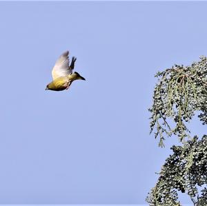 European Greenfinch