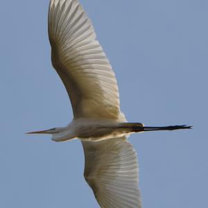 Great Egret