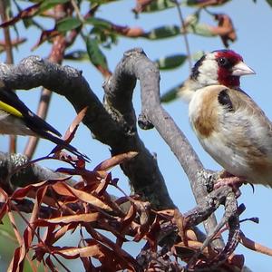 European Goldfinch