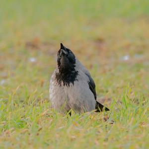 Hooded Crow