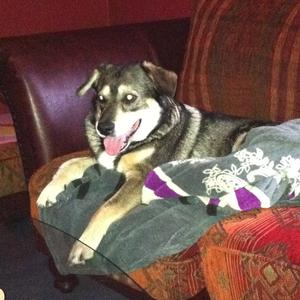 Unknown Breed