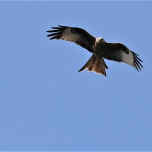 Red Kite