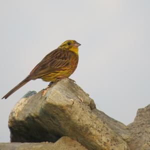 Yellowhammer