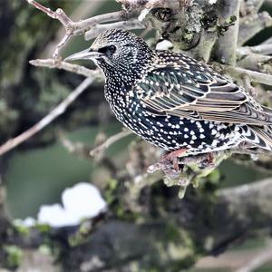 Common Starling