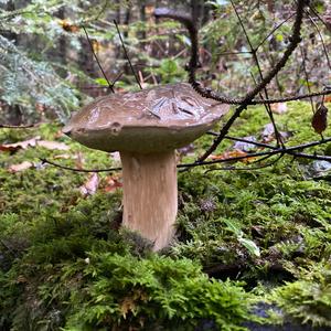 King Bolete