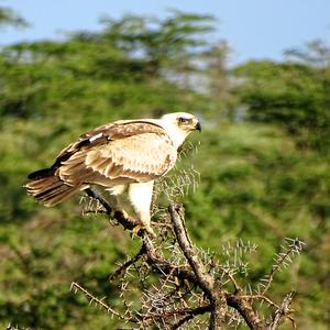 Tawny Eagle