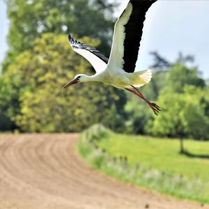 White Stork