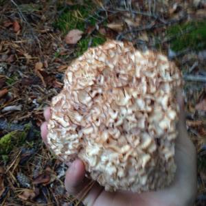 Eastern Cauliflower Mushroom