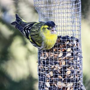 Eurasian Siskin