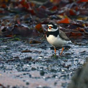 Common Ringed Plover