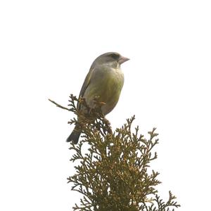 European Greenfinch