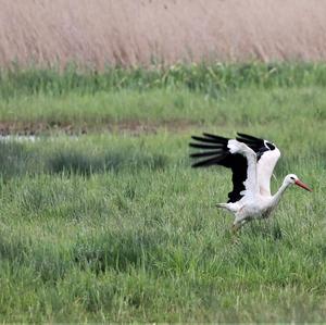 White Stork