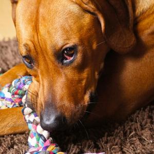 Rhodesian Ridgeback