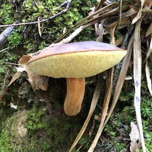 Bay Bolete