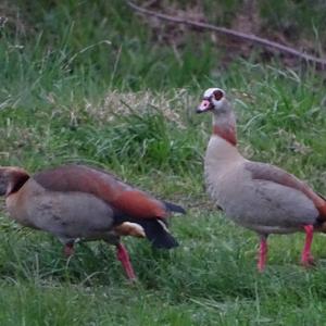 Nilgans