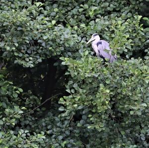 Grey Heron