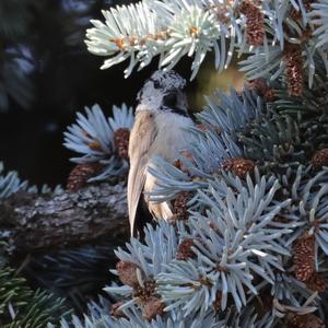 Crested Tit