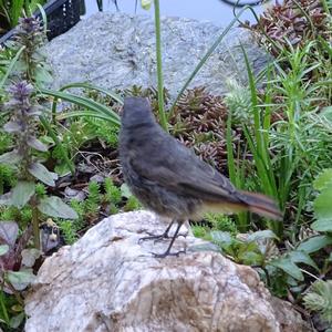 Black Redstart