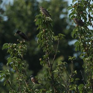 Red-backed Shrike