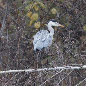 Grey Heron