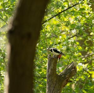 Great Spotted Woodpecker