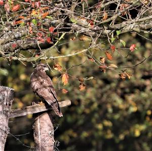 Common Buzzard