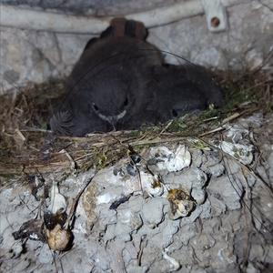 Black Redstart