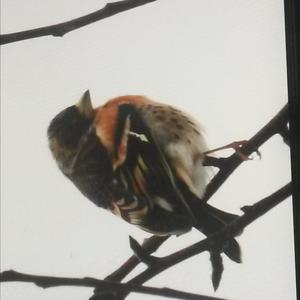 Brambling