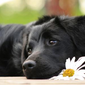 Unknown Breed