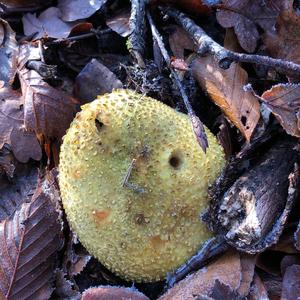 Pigskin Poison Puffball