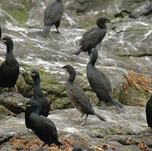 Great Cormorant