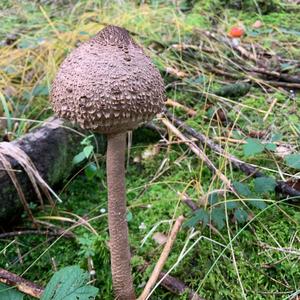 Parasol Mushroom