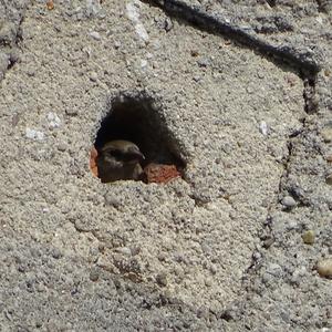 Eurasian Tree Sparrow