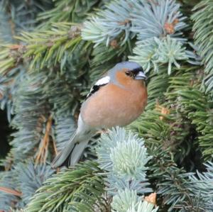 Eurasian Chaffinch