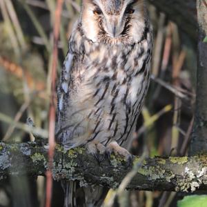 Long-eared Owl