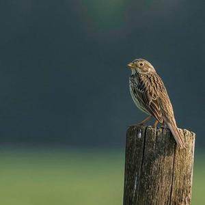 Corn Bunting