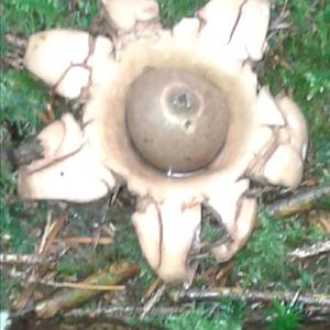 Collared Earthstar