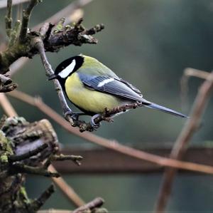 Great Tit