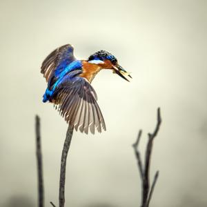 Common Kingfisher