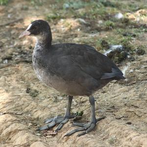 Common Coot