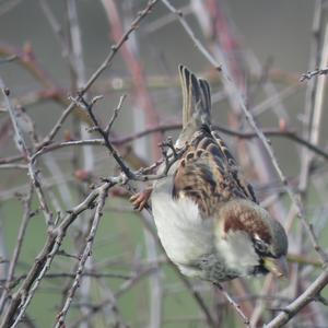 House Sparrow