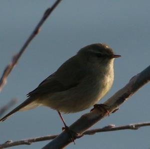 Common Chiffchaff