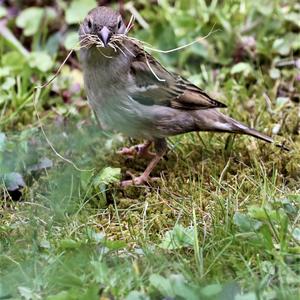 House Sparrow