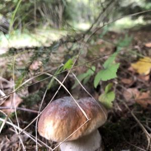 Summer Bolete