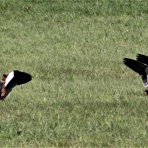 Nilgans