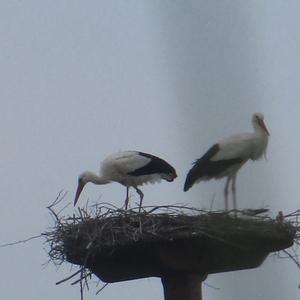 White Stork