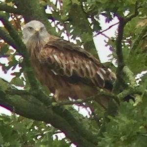 Red Kite