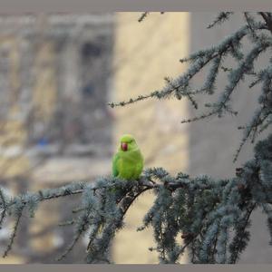 Rose-ringed Parakeet