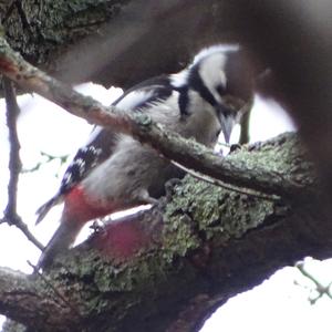 Great Spotted Woodpecker